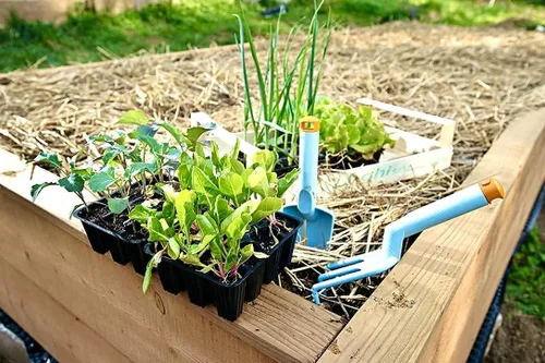 Miniatura 6 de Blue Mountain Hay - Pajita de jardín orgánica (5 libras) Mantillo de paja para jardines de camas elevadas, paisajismo de patio, plantaciones