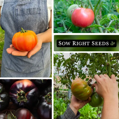 Miniatura 4 de Sow Right Seeds - Colección rara de semillas de tomate autóctono colorido para plantar - Cherokee Green, Black Krim, Hillbilly, Black Beauty