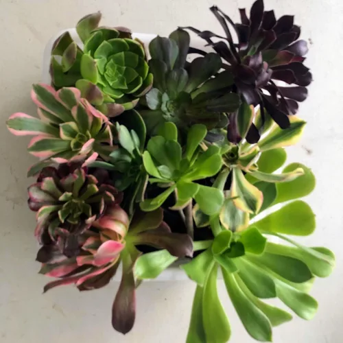 Blissful 5 esquejes de eonio rosetas de 2 a 6 pulgadas, raras 5 variedades únicas. Fácil de cultivar, tolerante a la sequía y perfecto para regalos,