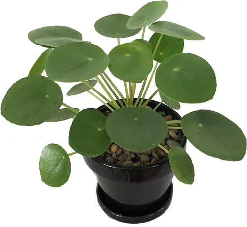 Miniatura 2 de Hirt's Gardens Planta de dinero chino - Pilea peperomioides - Maceta de 4