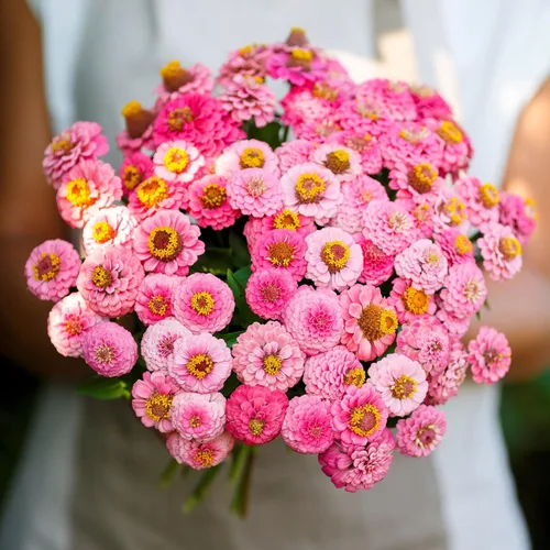 Miniatura 81 de Eden Brothers - Semillas de zinnia, cactus con flores, sin OMG, plantar en primavera, paquete, flores de bajo mantenimiento, zonas 3, 4, 5, 6, 7, 8