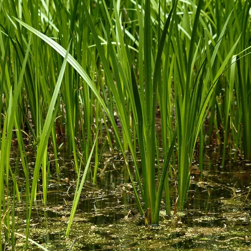 Miniatura 3 de Semillas de bandera dulce (Acorus Calamus americanus) Más de 50 semillas de hierbas medicinales en cápsulas de semillas congeladas para el jardinero