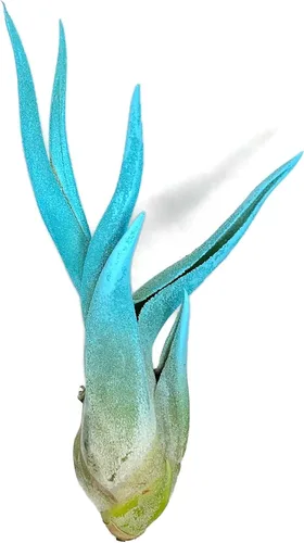 Caput - Medusas coloreadas, planta de aire vivo, llegada saludable garantizada, gran planta de aire interior, decoración del hogar y regalo, Jade