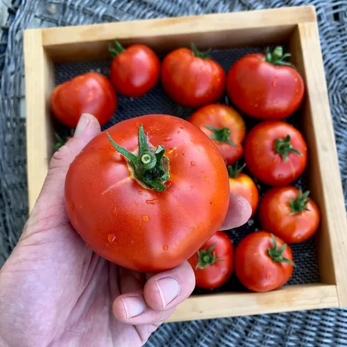 Miniatura 2 de Plant Good Seed Semillas de tomate orgánicas Sasha's Altai – Paquete de 50, semillas tradicionales para plantar verduras – Suministros