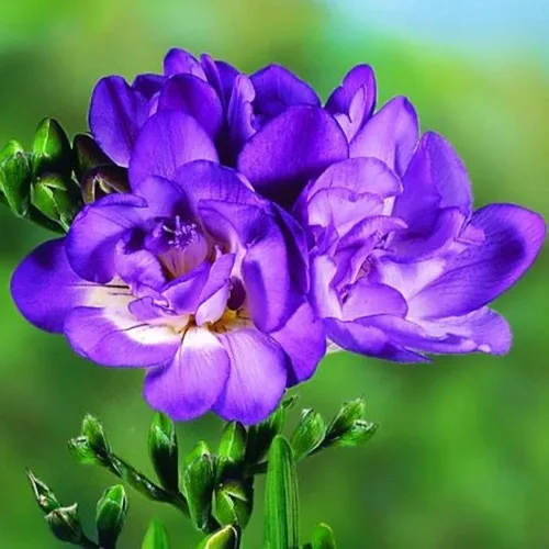 Fresia Double Blue – Bulbos perennes fragantes de tamaño superior con flores dobles de color azul violeta | Flores cortadas de larga duración y