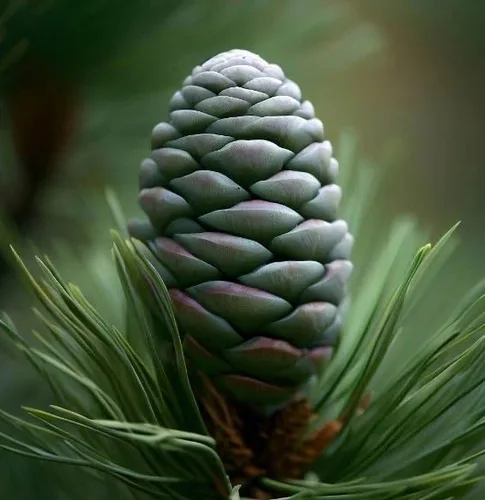 Miniatura 4 de Pinus koraiensis (Pino coreano) Semillas de árbol, de crecimiento lento, piñones comestibles, semillas de MySeeds.Co, elige la cantidad (0.5 oz)