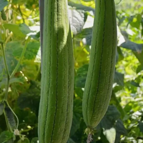Miniatura 3 de 30 semillas de calabaza de Luffa súper largas sin OMG semillas de calabaza de esponja de esponja