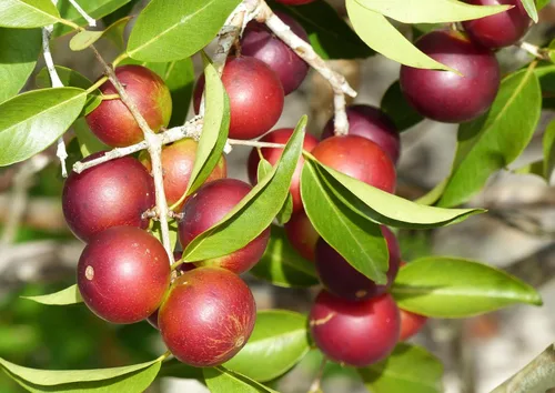 Miniatura 7 de Camu Camu Camu en polvo orgánico, 1 libra, sin OMG, Kosher, crudo, vegano, a granel, no irradiado, puro, ideal para hornear, bebidas y batidos, rico