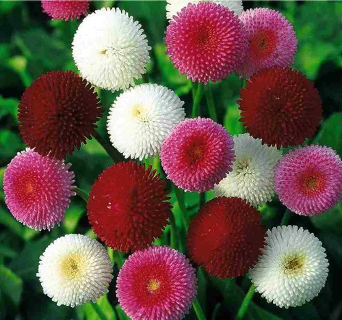 Semillas English Daisy Pompon Double Mix (Marguerite Bellis perennis) Flores perennes cortadas al aire libre para plantar jardines