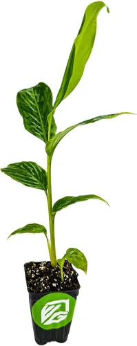 Miniatura 3 de Wellspring Gardens - Planta viva de jengibre rojo enano, Alpinia purpurata, flora tropical de alta calidad para interiores y exteriores, perfecta