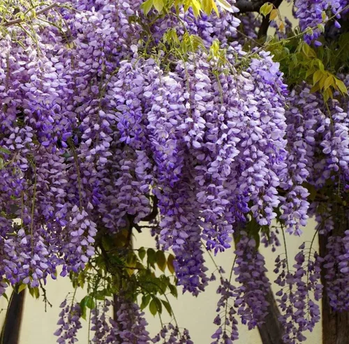 Miniatura 2 de Votaniki Chinese Wisteria Pot Root Start – Perenne, flor fragante, planta de glicina azul china, bajo mantenimiento, fácil de cultivar (1 unidad)