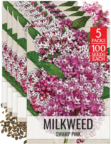 Miniatura 32 de Seed Needs Semillas de algodoncillo naranja para plantar malezas de mariposa, semillas de flores perennes sin tratar para cultivar un jardín