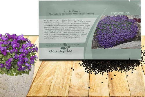 Outsidepride Whitewell Gem Violet Aubrieta - 5000 semillas de flores perennes, fáciles de cultivar, bajo mantenimiento, cascada y bajo crecimiento,