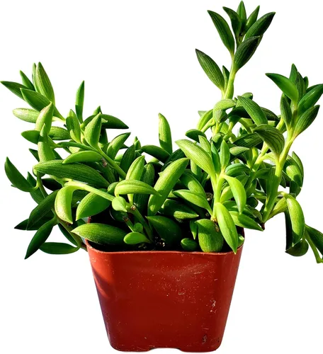 Miniatura 8 de Fat Plants - Colección de suculentas colgantes