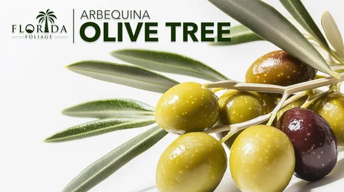 Miniatura 9 de Olivo Arbequina Maceta de 1 galón vivo Cultiva tus propias aceitunas en interiores