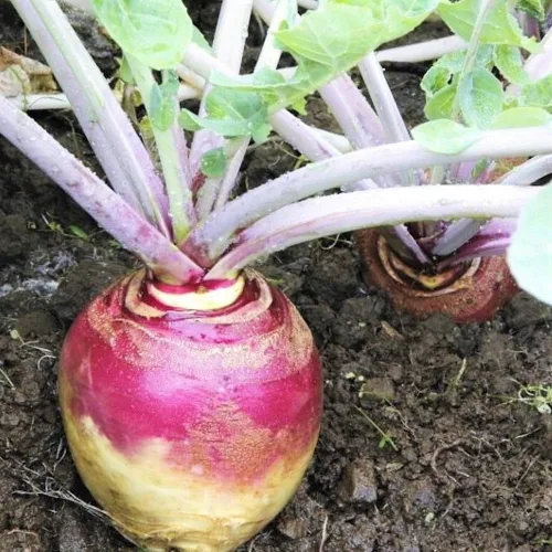 TomorrowSeeds - Semillas de Rutabaga American Purple Top - Más de 500 unidades - para plantar 2025 sueco de cera sueca nabo blanco neep chirivía sin