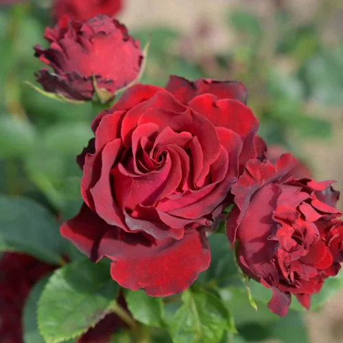 Rosas de té híbridas de reliquia, planta de raíz propia viva para jardín al aire libre, Dancing in the Dark®, ligeramente fragantes, zonas de