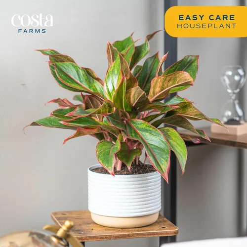 Miniatura 4 de Costa Farms Perenne China Roja Planta Viva de Interior, Planta de Casa de Fácil Cuidado en Maceta Decorativa Moderna, Excelente Regalo