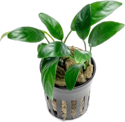 Miniatura 43 de SubstrateSource Plantas vivas – Anubias Hastifolia (Anubias hastifolia) – Luz baja a moderada, hojas en forma de flecha de color verde medio a