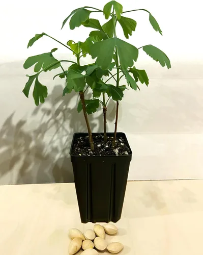 Miniatura 2 de Árbol de ginkgo - Maceta de 3 plantas de inicio. Gingko biloba. 6" - 9