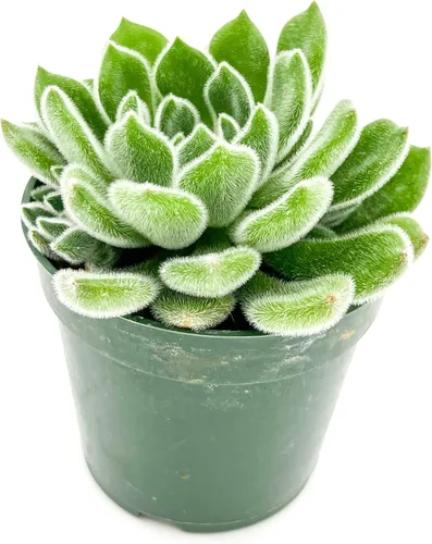 ragnaroc Plantas suculentas vivas – Echeveria Setosa, enraizadas en maceta de 4 pulgadas – 1 unidad – Llegada viva garantizada – Plantas de interior