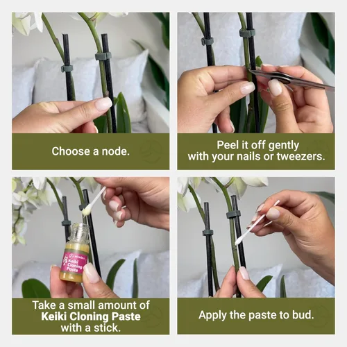 Miniatura 5 de Miracle Lab Pasta de clonación Keiki, fórmula especial de citoquinina que da una nueva orquídea bebé (Keiki) en semanas, se puede utilizar en todo