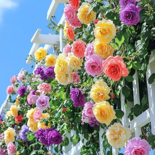 Rosas trepadoras aleatorias de un solo color, plantas vivas de 7 meses de edad, rosales listas para plantar de 5 a 9 pulgadas de alto, muy