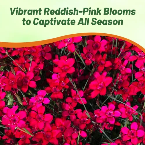 Miniatura 9 de Outsidepride Deltoides Maiden - Semillas de Dianthus rosa para plantar, 5000 unidades, semillas de flores perennes resistentes y fáciles de cultivar
