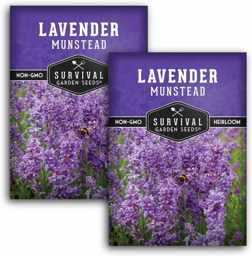 Miniatura 10 de Munstead - Semillas de Lavanda Inglesa para Plantar – Hierba Perenne Enana Compacta Resistente para Jardines Interiores o Exteriores, Flor