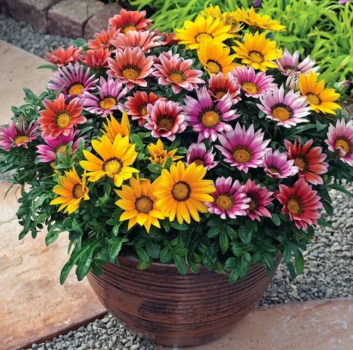 Miniatura 3 de 99 semillas de girasol mexicanas Gazania & Tithonia - Plantas perennes de cobertura del suelo, tolerantes al calor y la sequía, fáciles de cultivar