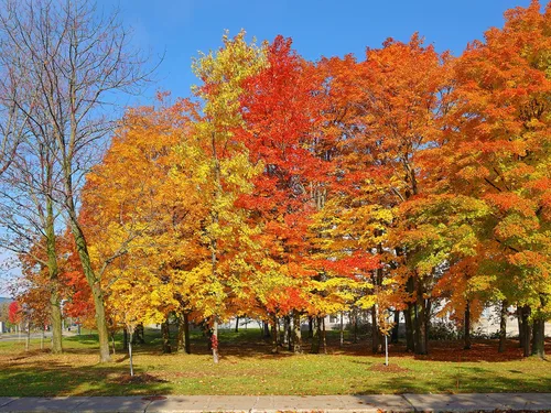 Miniatura 6 de Árbol de Arce Azúcar del Norte Semillas Premium Acer Saccharum 'Fall' Plants' (Premium Seeds, 50)