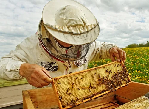 Miniatura 4 de US Organic. Pastillas de cera de abeja orgánica, de calidad Premium, 100% certificado por la USDA ideal para proyectos