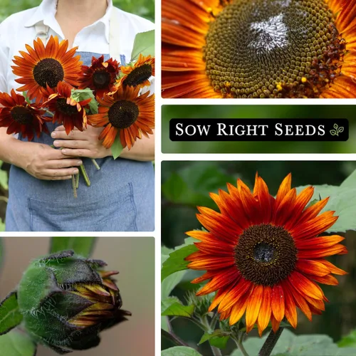 Miniatura 4 de Sow Right Seeds - Semillas de girasol Velvet Queen para plantar - Cultiva girasoles gigantes al aire libre en tu jardín - Paquete de reliquia sin