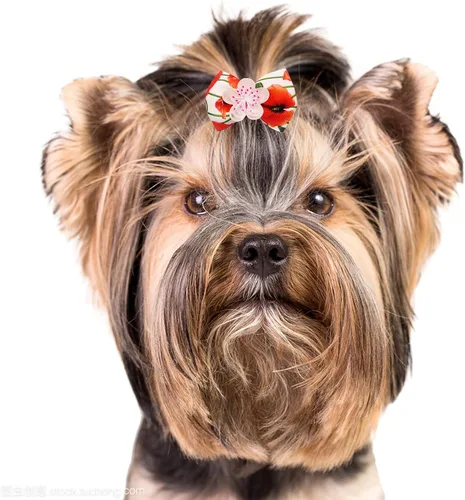 Miniatura 7 de 50 unidades/25 pares de lazos para el pelo de perro con banda de goma, patrón floral de primavera para niñas, hembra, gato, conejo, cachorro