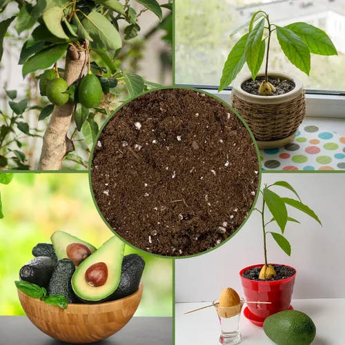 Miniatura 6 de Soil Sunrise Mezcla de Tierra para Macetas de Árbol de Aguacate (12 Cuartos) para Germinar, Cultivar y Trasplantar Plantas de Aguacate
