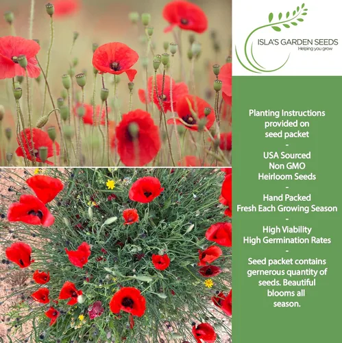 Miniatura 4 de Red American Legion - Semillas de amapola (Papaver rhoeas) – 3000 semillas tradicionales sin OMG de Isla's Garden Seeds, flores escarlata icónicas