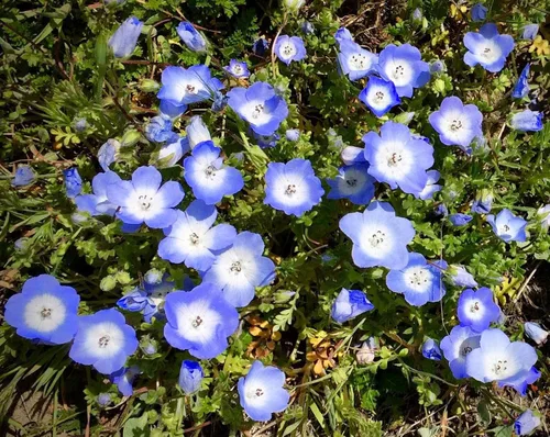 Miniatura 2 de TomorrowSeeds - Semillas Baby Blue Eyes - Más de 6000 unidades - para plantar Nemophila Menziesii 2026, flor azul cielo, cubierta de suelo japonesa