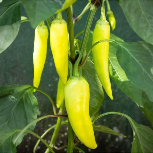 Miniatura 2 de Plátano dulce con pimienta (100 semillas)