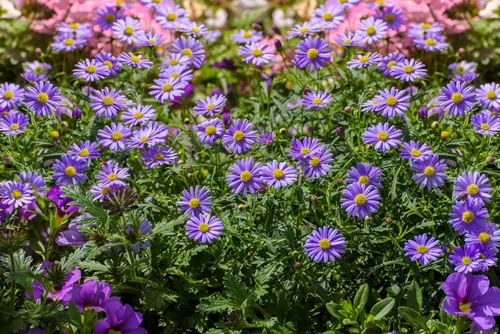 Miniatura 6 de 200 semillas de flores de Iberidifolia Brachyscome Iberidifolia mezcla púrpura