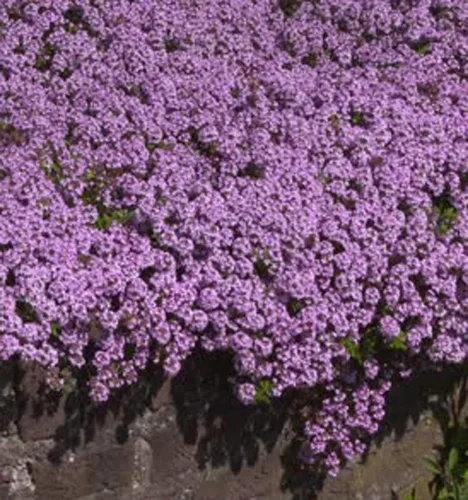 Miniatura 2 de UtopiaSeeds - Semillas de tomillo rastrero - Thymus Serpyllum - Cubierta del suelo para paisajismo - Morado - Aproximadamente 8000 semillas