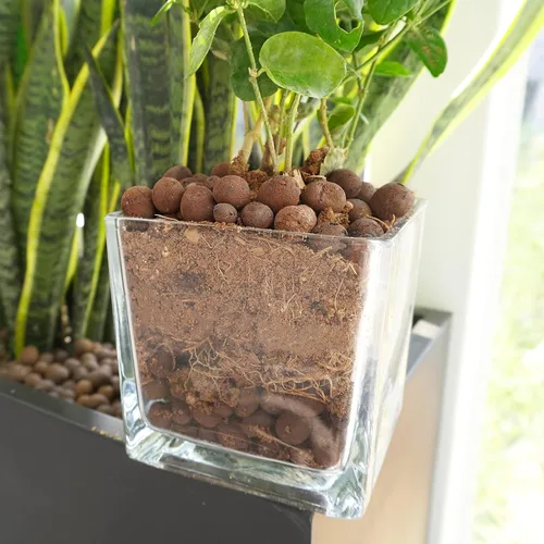 Miniatura 4 de Leca - Guijarros de arcilla expandida de 1 libra, medios de cultivo para plantas de interior, suministros de sistema de jardinería de cultivo