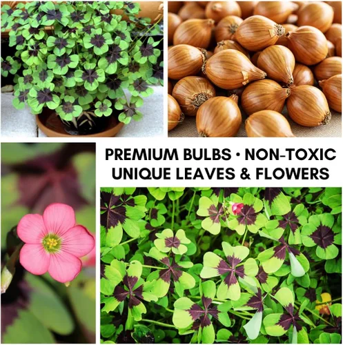 Miniatura 2 de Bulbos de trébol de hoja de la suerte para plantar, cultivar flores de oxalis de cruz de hierro, obtén la suerte de los irlandeses (10 bombillas)