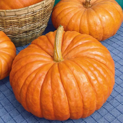 Miniatura 5 de Eden Brothers Semillas de calabaza – Semillas gigantes sin OMG del Atlántico para plantar, paquete Semillas vegetales de alto rendimiento y rápido