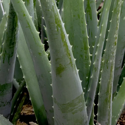 Miniatura 3 de Planta de aloe vera viva en maceta de cultivo de 1G, plantas de interior fáciles, (Aprox. 50.8 cm de altura), suculentas reales, plantas