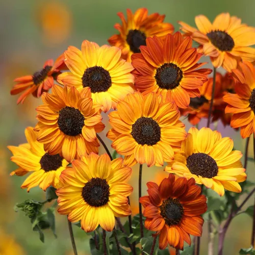 Miniatura 21 de Eden Brothers Semillas de girasol - Autumn Beauty