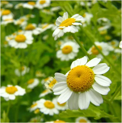 Miniatura 6 de Seed Needs Semillas de manzanilla para plantar manzanilla alemana y romana, semillas de hierbas sin OMG y sin tratar para plantar un jardín