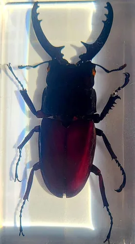 Miniatura 12 de Escarabajo británico Chafer de rosa real de 1.732 pulgadas en resina de lucita cristalina, muestra preservada de cetonia aurata, insectos
