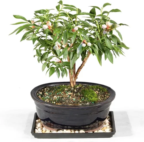 Brussel's Bonsai Árbol bonsái de arándanos enanos vivos, pequeño, 4 años, 6 a 8 pulgadas de alto, árbol bonsái vivo para exteriores con maceta de