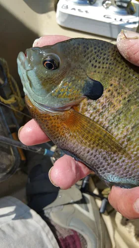 Miniatura 2 de Kodiak Panfish Kandy Obleas