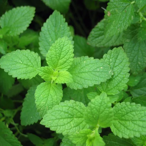 Menta (Mentha x piperita) - Cultiva ahora o almacena para futuras plantaciones - Cápsula de 300 semillas